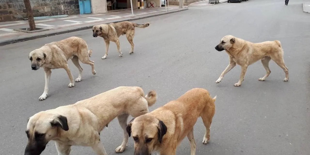 Yasa Teklifi Meclisten Geçti Mi? Sokak Köpekleri Ne Zaman Uyutulacak?