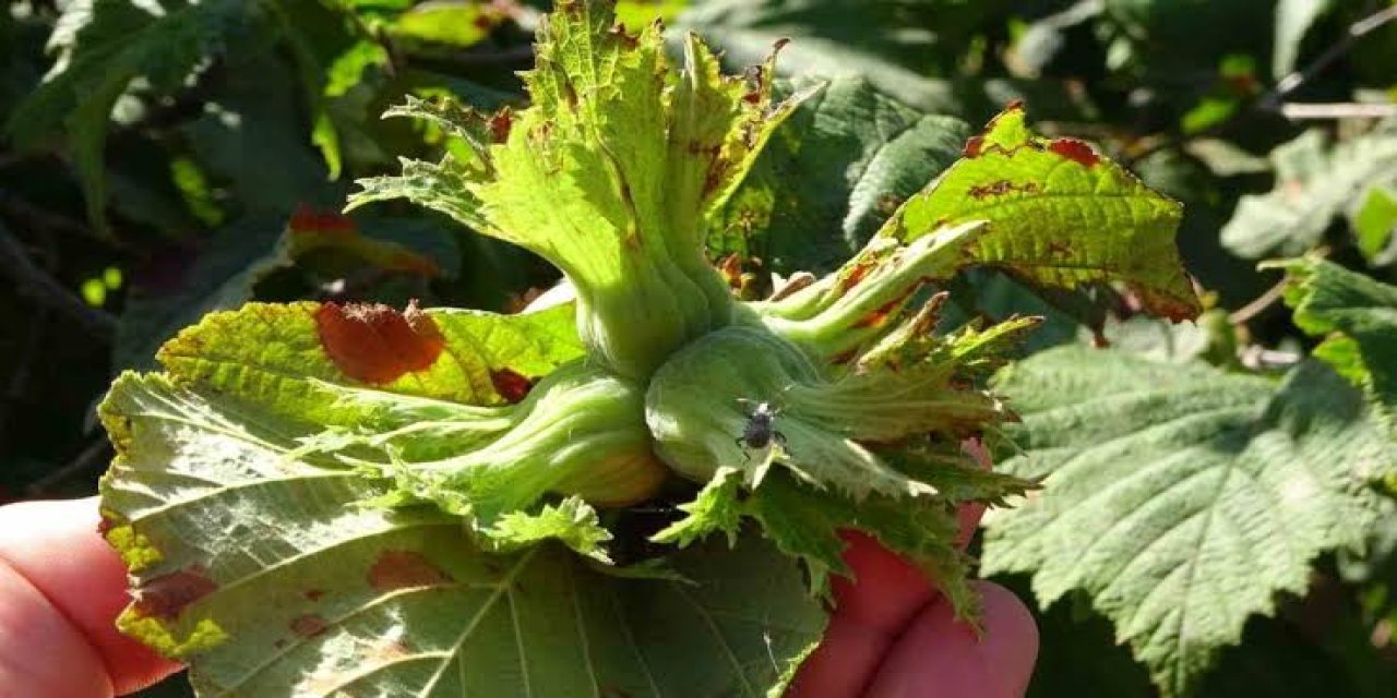 Fındık işçilerinin günlük yevmiyesi belli oldu